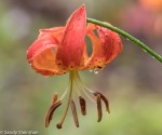 Leopard Lily/Lilium pardalinum
