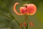 Leopard Lily/Lilium pardalinum
