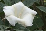 Sacred Datura/Datura wrighti,