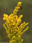 Showy Goldenrod/Solidago spectabilis