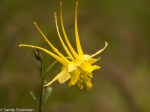Sierra Columbine/Aquilegia pubescens