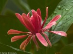 Spice-Bush/Calycanthus occidentalis