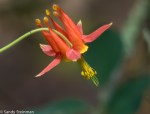 Western Columbine/ Aquilegia&nbsp;formosa