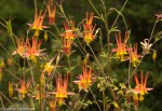 Western Columbine/ Aquilegia&nbsp;formosa