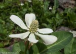 Yerba Mansa/Anemmopsis californica