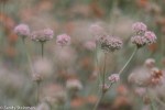 Buckwheat/Eriogonum sp.