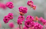 Buckwheat/Eriogonum sp.