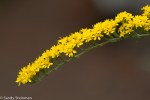 California Goldenrod/Solidago veluntina ssp.&nbsp;californica