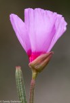 Clarkia sp.