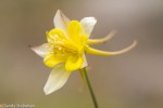 Sierra Columbine/Aquilegia pubescens