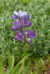 Varied lupine/Lupinus variicolor