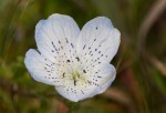 Baby Blue Eyes/Nemophila&nbsp;menziesii,