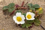 Beach Strawberry/Fragaria chiloensis