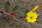 Beach Suncup/Camissoniopsis cheiranthifolia