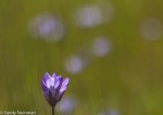 Blue Dicks/Dichelostemma capitatum