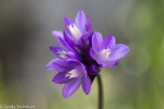 Blue Dicks/Dichelostemma capitatum