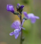 Blue Toadflax / Nuttallanthus&nbsp;texanus