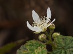 California Blackberry/Rubus ursinus