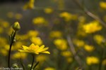 California Buttercup/Ranunculus californicus