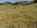 California Buttercup/Ranunculus californicus