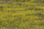 California Buttercup/Ranunculus californicus
