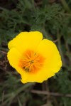 California Poppy/ Eschscholzia&nbsp;californica