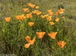 California Poppy/Eschscholzia californica