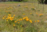 California Poppy/Eschscholzia californica