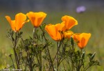 California Poppy/Eschscholzia californica