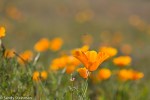 California Poppy/Eschscholzia californica