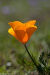 California Poppy/Eschscholzia californica