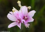 Checkerbloom/Sidalcea malviflora