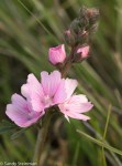 Checkerbloom/Sidalcea malviflora