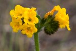 Coast Fiddleneck;/Amsinckia spectabilis var.&nbsp;spectabilis