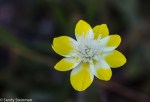 Cream Cup/Platystemon californicus
