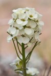 Cream White Wallflower/Erysimum concinnum
