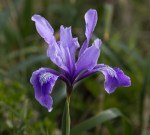 Douglas Iris/ Iris&nbsp;douglasiana