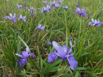 Douglas Iris/ Iris&nbsp;douglasiana