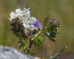 Fern-leaved White Phacelia/Phacelia distans