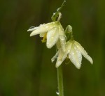 Fragrant Friitillary/Fritillaria liliacea