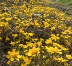 Goldfields/Lasthenia californica ssp.&nbsp;californica