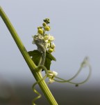 Green-flowered Manroot/Marah fabacea