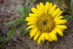 Gumplant/ Grindelia stricta