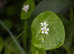 Miner’s Lettuce/Claytonia perfoliata
