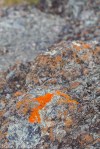 Orange Lichen/Xanthoria parietina