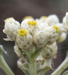 Pearly Everlasting/Anaphalis margaritacea