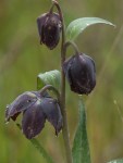 Point Reyes Fritillary/Fritillaria affinis var.&nbsp;trisulis