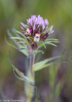 Purple Owl’s Clover/Castilleja exserta