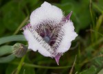 Pussy Ears:Calochortus tolmeia