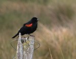 Red-winged Blackbird